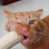 夢中でバナナを食べる猫 夢中でバナナを食べる猫