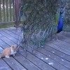 ネコVS孔雀！？クジャクの羽で大いに遊ぶ子猫！