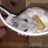 ハンモックでオヤツを食べるハムスター