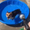 タライのプールではしゃぐコーギー犬 タライのプールではしゃぐコーギー犬