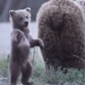 立ち上がって踊る小熊