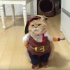 猫が海賊に！二本足で歩いているように見える服！
