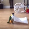 ぴょんぴょん跳ねるインコが可愛い！ペーパータオルで大喜び！